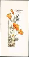 California Poppy
