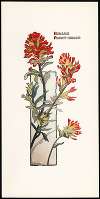Indian Paint Brush