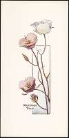 Mariposa Tulip