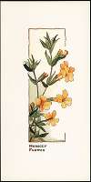 Monkey Flower