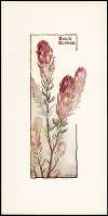 Owl’s Clover