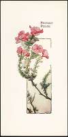 Prickly Phlox
