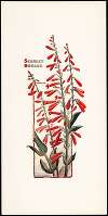 Scarlet Bugler