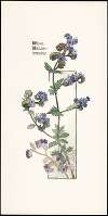 Wild Heliotrope