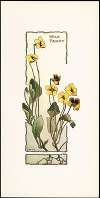 Wild Pansy