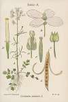 Cardamine pratensis