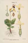 Primula officinalis
