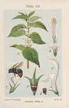 Lamium album