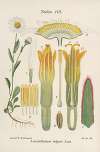Leucanthemum vulgare