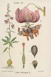 Lilium Martagon