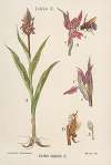 Orchis latifolia
