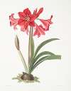 Amaryllis Johnsoni.