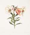 Lilium Japonicum