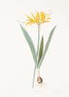 Nerine aurea