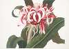 Crinium Augustum. [Queen Emma]