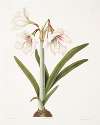 Amaryllis picta