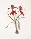 Amaryllis Formosissima