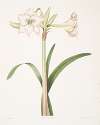 Amaryllis solandriflora var.