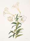 Lilium longiflorum