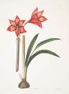 Amaryllis correiensis