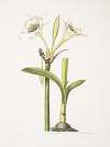 Pancratium calathinum
