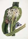 Crinum pedunculatum. [River lily] – 1. Papilio antenor. 2. Papilio menelaus. [Butterflies]