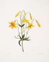 Lilium canadense. [Canada Lily, Wild Yellow Lily]