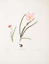 1. Zephyranthes carinatus. 2. Zephyranthes rosea. [Zaphyr lily, Fairy lily, Rain lily]