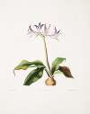 Griffinia hyacinthina