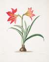 Amryllis platypetala