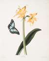 Amaryllis crocata – Papilio nestor branil