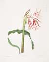 Crinum ornatum