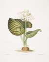 Pancratium amboinense
