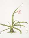 Crinum yuccæides
