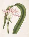 Crinum cruentum
