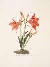 Amaryllis reginaæ [Mexican Lily, Amaryllis]