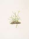 1. Zephyranthes tubispatha 2. Zephyranthes Candida