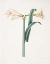 Amaryllis Harrisoni
