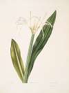 Pancratium amænum