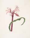 Crinum zeylanicum [Ceylon swamplily, Milk-and wine lily]