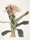 Crinum hybridum, Pedunculatum & Zeylanicum