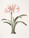 Ameryllis superba (vittata)