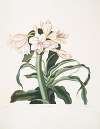 Crinum scabrum
