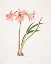 Amaryllis stilosa
