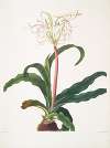 Crinum erubescens