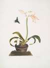 Amaryllis miniata