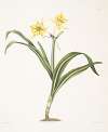 Pancratium amancaes