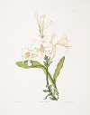 Lilium candidum