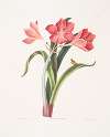 Amaryllis purpurea (major)