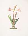 Amaryllis vittata (minor)